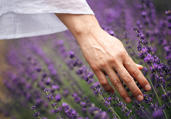 L'occitane & Amethyst Trust