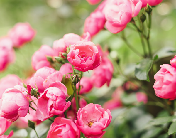 The L’Occitane Rose Retreat